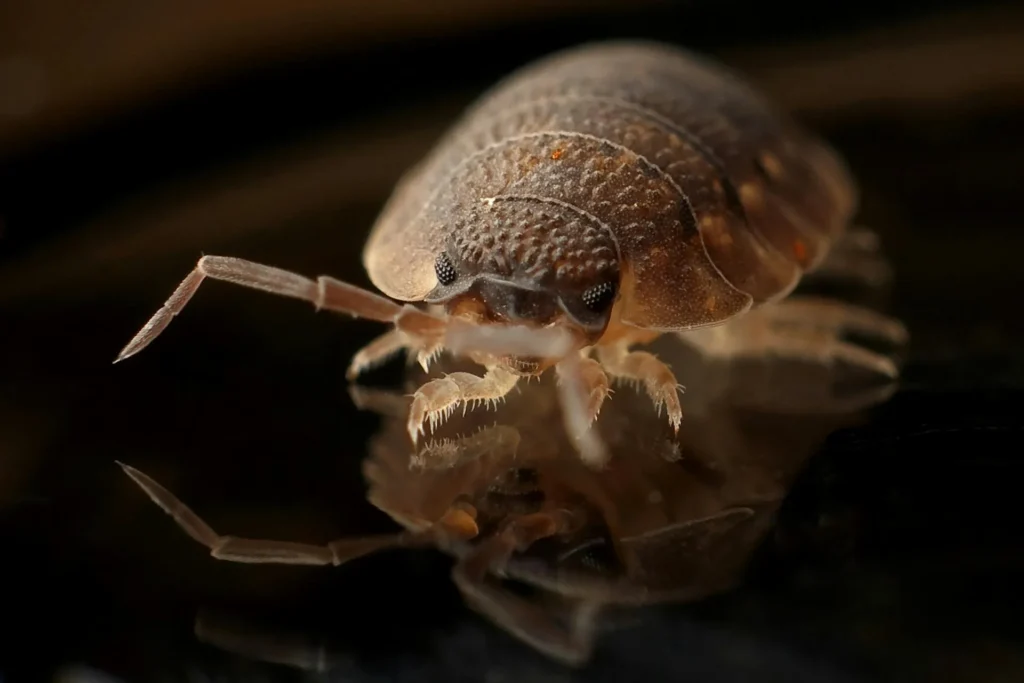 Bed Bug Treatment - Pest Control in Loganville, GA | Pest Control Loganville