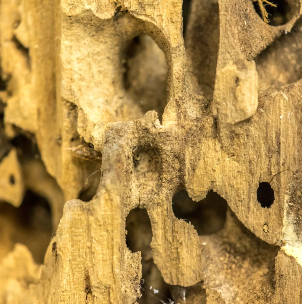 Common Signs of a Carpenter Ant Infestation