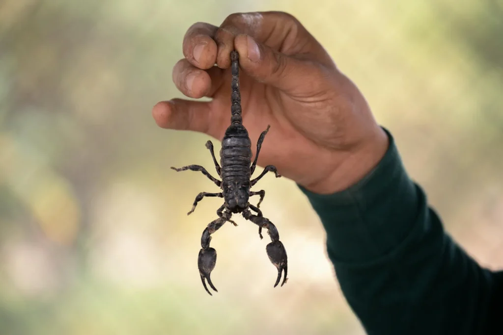 Scorpion Control - Pest Control in Loganville, GA | Pest Control Loganville