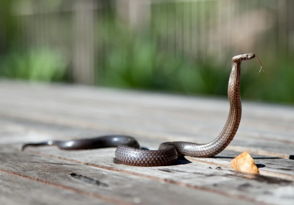 Snake Removal - Pest Control in Loganville, GA | Pest Control Loganville